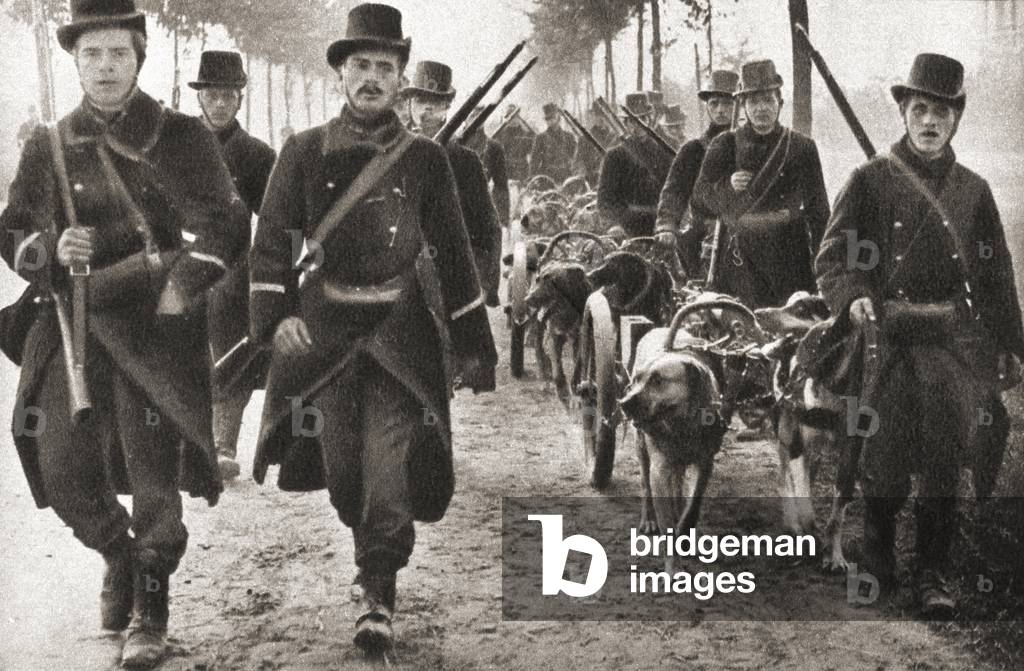 Dogs used to pull the machine guns of the Belgian army during WWI, from The Pageant of the Century, pub.1934