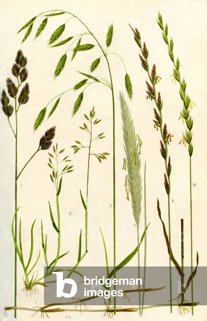 Wild grasses: Cock's Foot, Annual Meadow grass, Barren Brome, Marram, Perennial Rye grass, Couch grass, Creeping stem of Couch grass