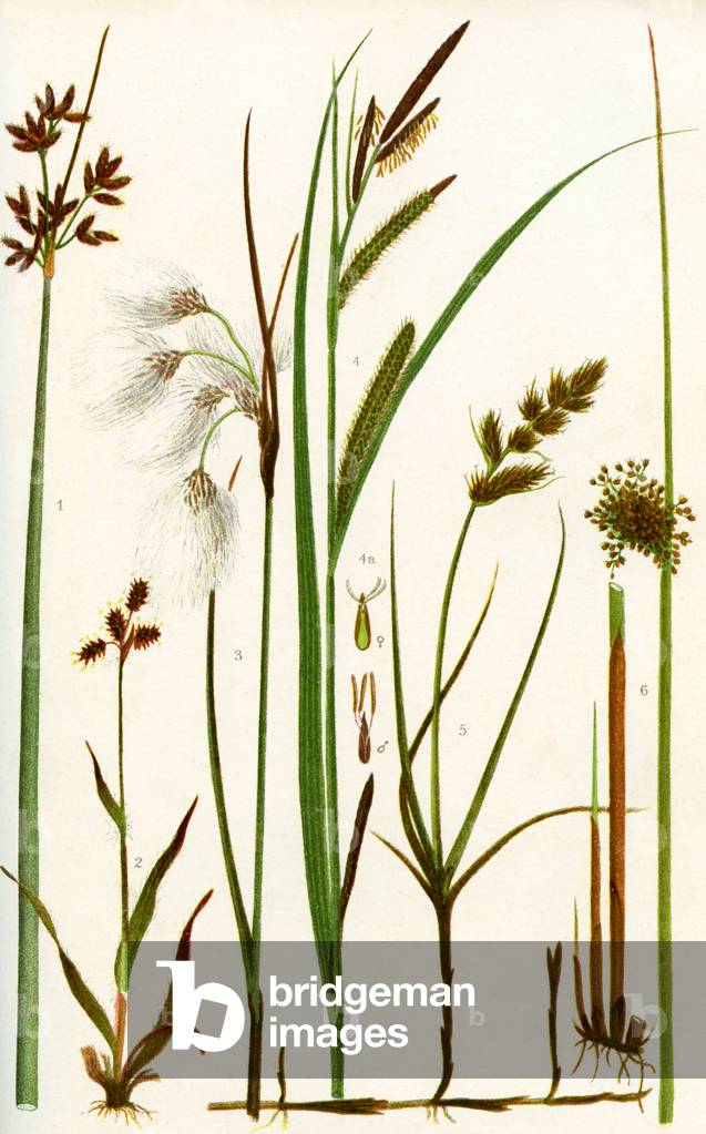 Wild grasses: Bulrush, Field Woodrush, Cotton grass, Slender spiked Sedge, Female and male flower of the Sedge, Sand sedge, Common Rush