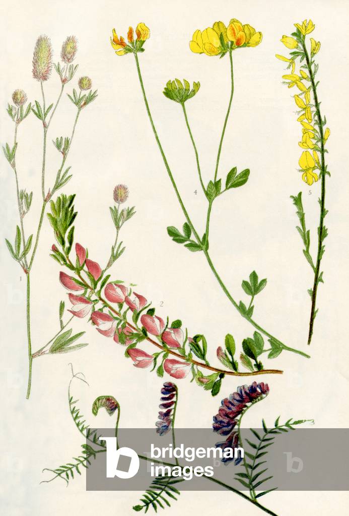 Wilflowers: Hare's-foot clover, Rest harrow, Tufted Vetch, Bird's-foot Trefoil, Dyer's Greenweed