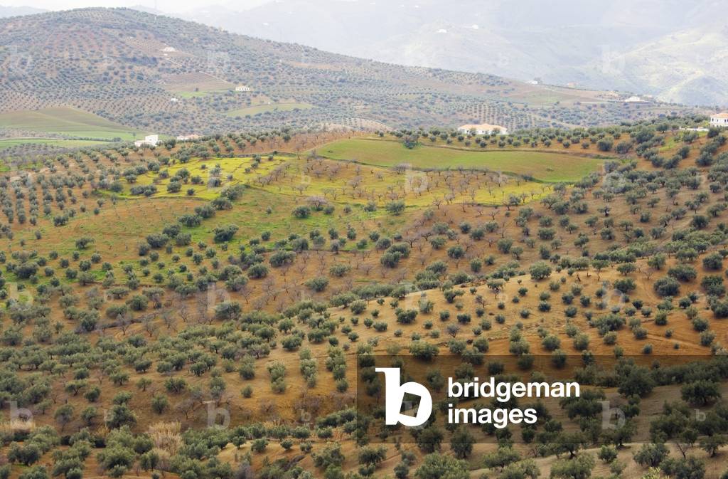 Olive groves in surrounding countryside, Axarquia, Malaga Province, Costa del Sol, Andalucia, Spain (photo)