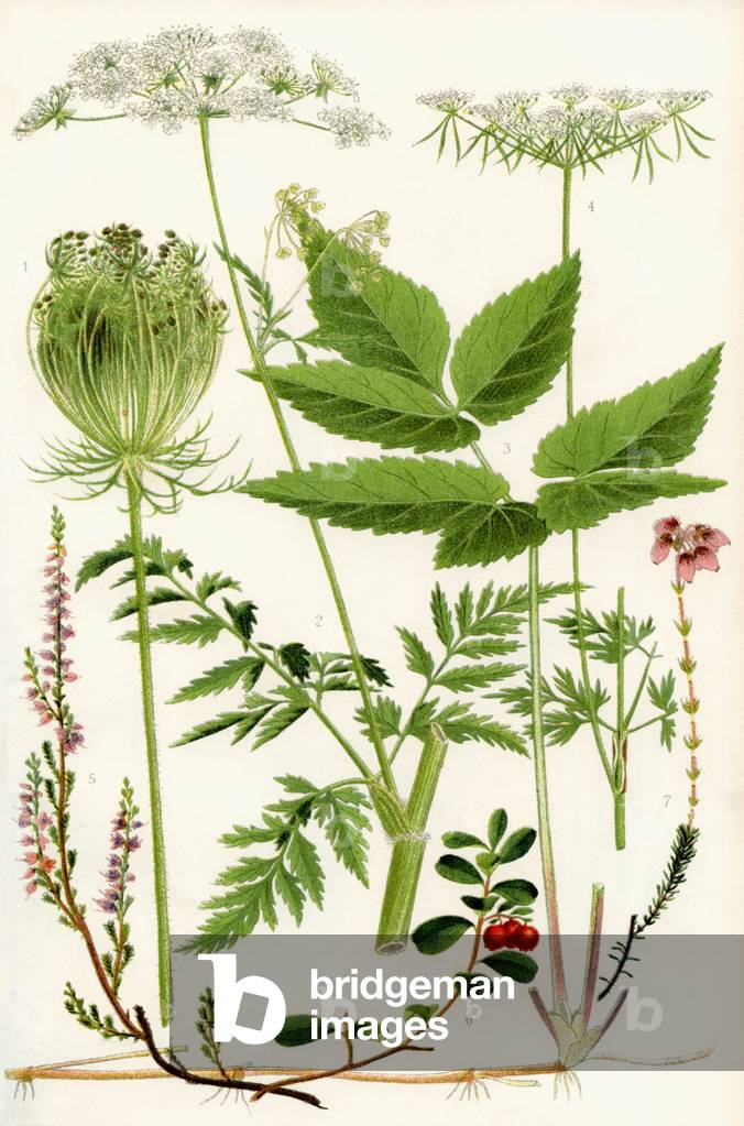 Wildflowers: Wild Carrot, Wild Chervil, Gout weed, Fool's Parsley, Ling,  Cowberry, Cross leaved Heath