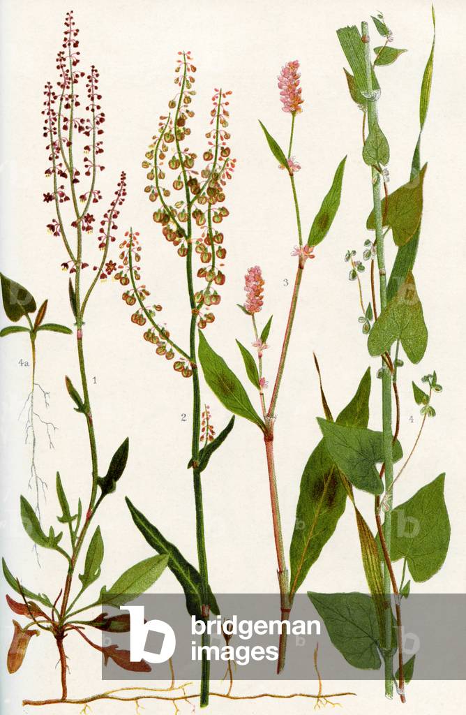 Wildflowers: Sheep's Sorrel, Common Sorrel, Spotted Persicaria, Black Bindweed, Seedling of Black Bindweed