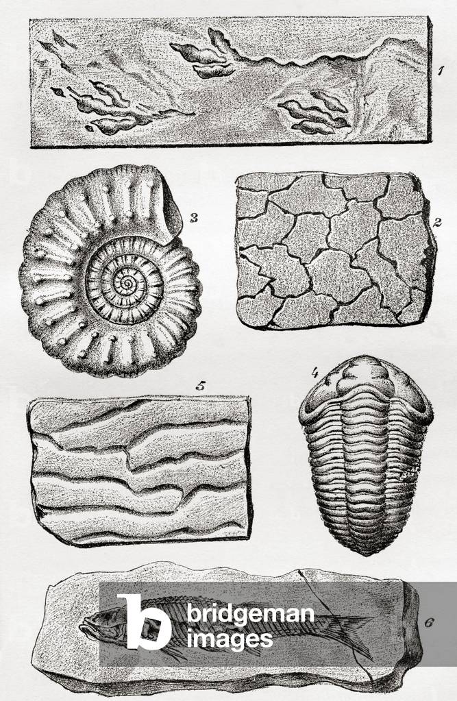 Fossils