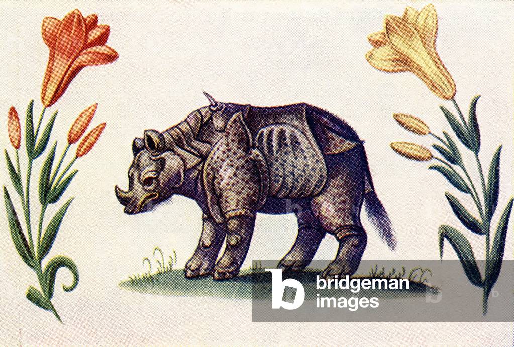 Rhinoceros.  After an illustration from The Livre d'Amis of Marguerite de Valois in The Illustrated London News, Christmas Number, 1933.