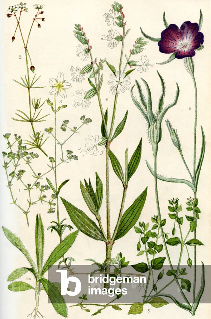 Wildflowers: Knawel, Spurrey, Field Chickweed, Nightflowering Catchfly, Chickweed, Corn Cockle, Seedling of Corn Cockle