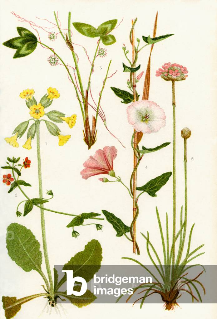 Wildflowers: Cowslip, Scarlet Pimpernel, Dodder, Small Bindweed, Thrift or Sea pink