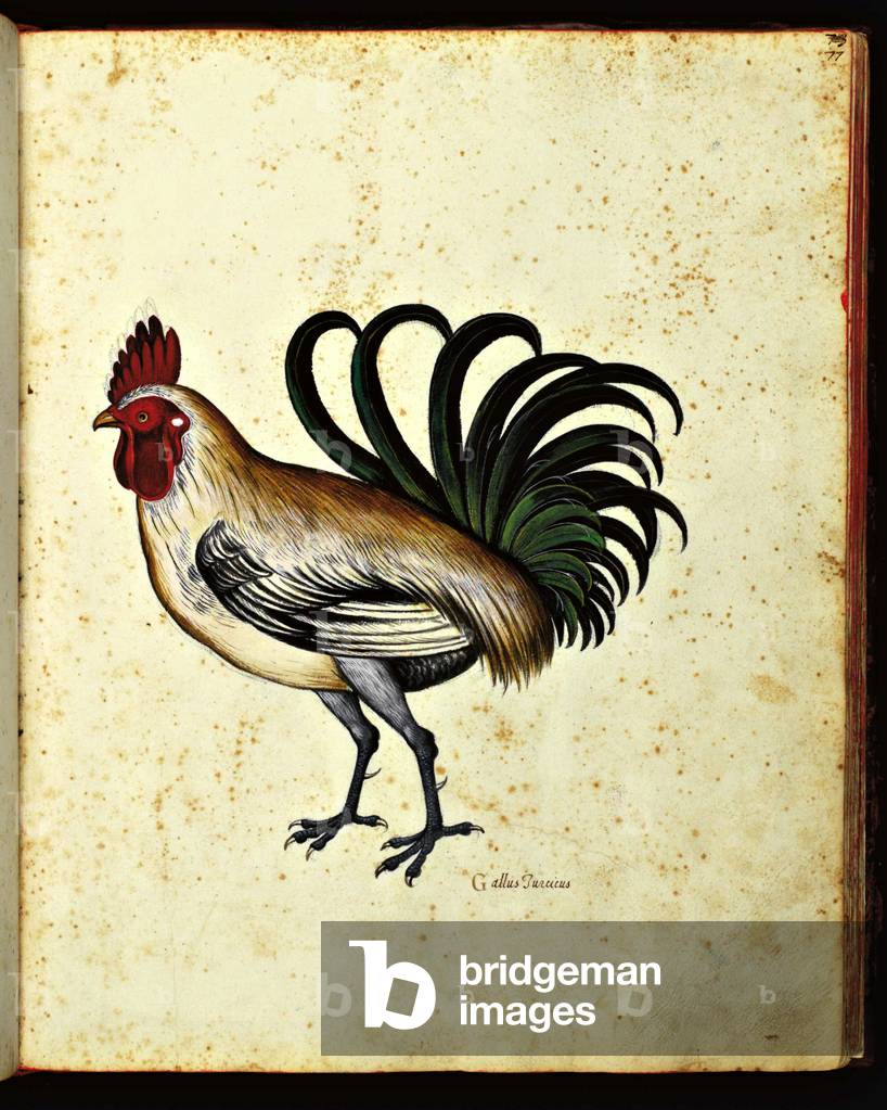 A rooster. Illustrated chart of a manuscript of Natural History by Ulisse Aldrovandi (1522-1605) on animals, Ulisse Aldrovandi fonds, University Bibl., ed. 1603.