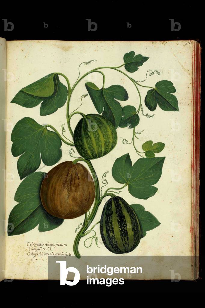 Coloquints. Botanical board taken from a Natural History trek on fruits and vegetables. Ulisse Aldrovandi fonds, Bibl. Universitaire, ed. 1603.