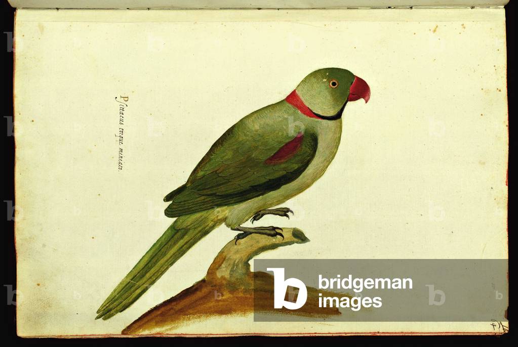 Representation of a Grey (exotic parrot). Illustrated chart of a manuscript of Natural History by Ulisse Aldrovandi (1522-1605) on animals, Ulisse Aldrovandi fonds, University Library of Bologna, ed. 1603.