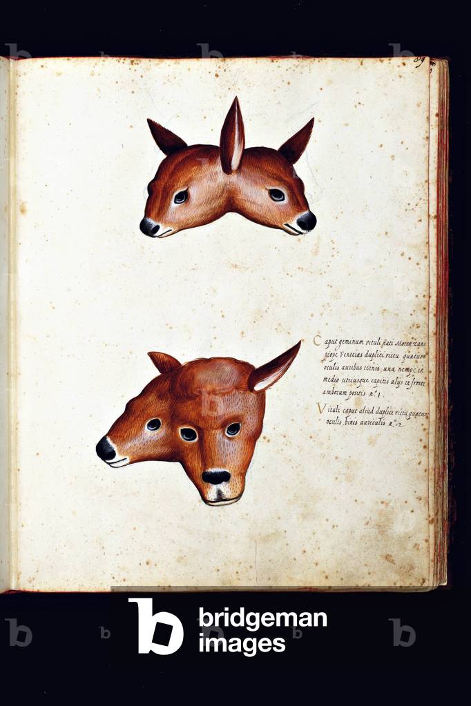 Monster creature: calves with two heads. Illustrated chart of a manuscript of Natural History by Ulisse Aldrovandi (1522-1605), Ulisse Aldrovandi fonds, University Library of Bologna, ed. 1603.