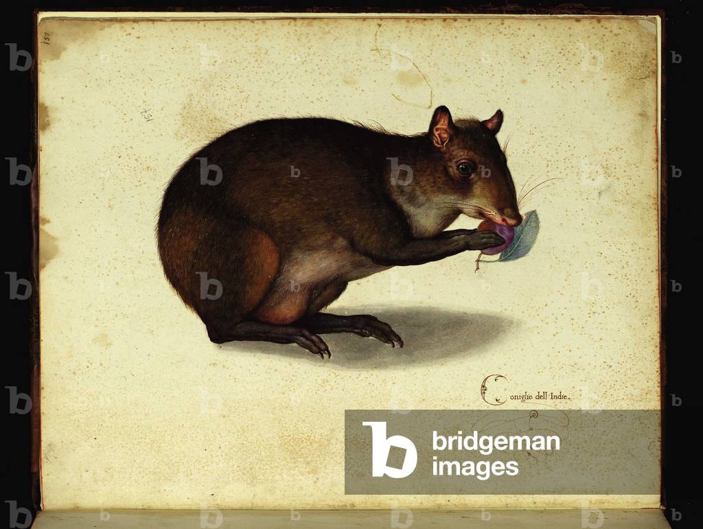 Representation of a rabbit from India. Illustrated chart of a manuscript of Natural History by Ulisse Aldrovandi (1522-1605) on animals, Ulisse Aldrovandi fonds, University Library of Bologna, ed. 1603.