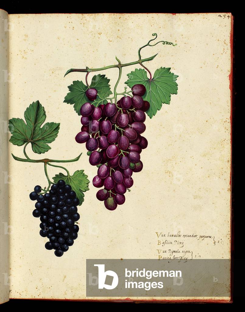 Grape bunch Botanical board taken from a milking of Natural History on fruits and vegetables. Ulisse Aldrovandi fonds, Bibl. Universitaire, ed. 1603.