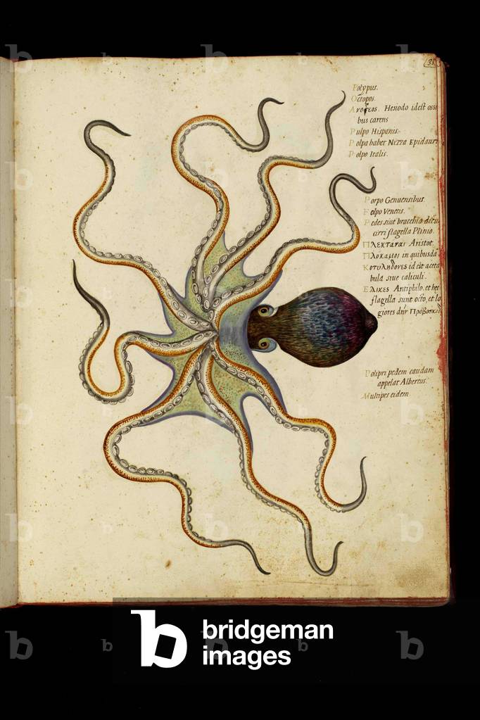 Representation of an octopus. Plate 33 of a manuscript of Natural History on fish, molluscs and reptiles, Ulisse Aldrovandi fonds, University Bibl., ed. 1603.