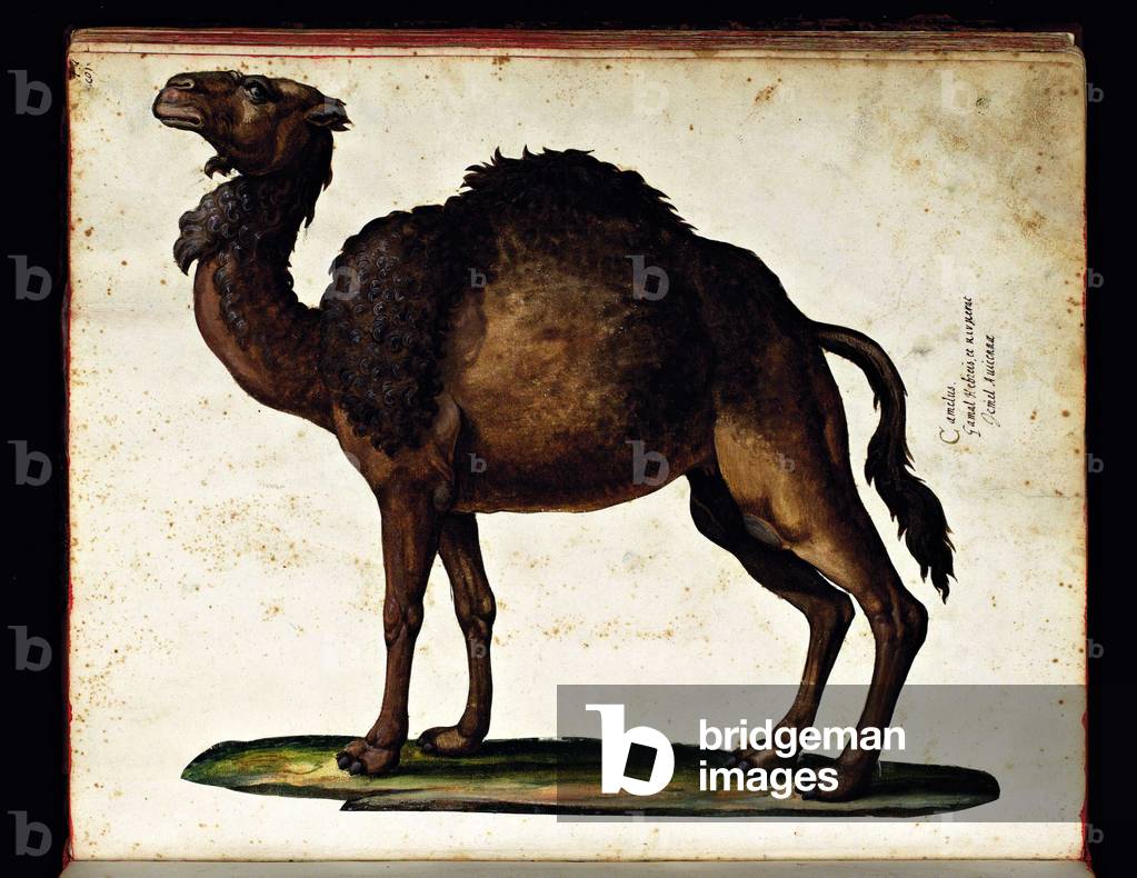A camel. Illustrated chart of a manuscript of Natural History by Ulisse Aldrovandi (1522-1605) on animals, Ulisse Aldrovandi fonds, University Bibl., ed. 1603.