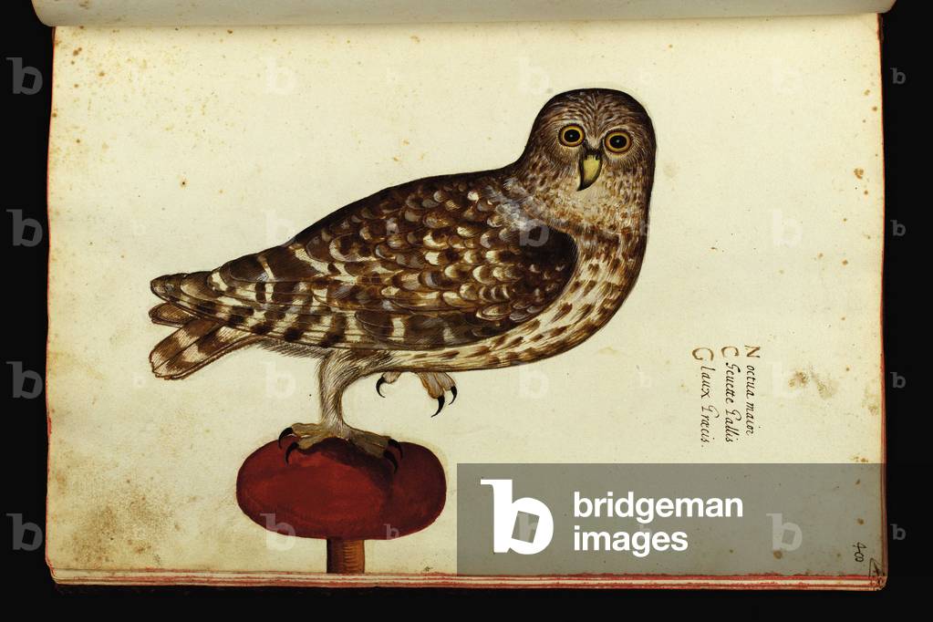 Representation of an owl. Illustrated chart of a manuscript of Natural History by Ulisse Aldrovandi (1522-1605) on birds, Ulisse Aldrovandi fonds, University Library of Bologna, ed. 1603.