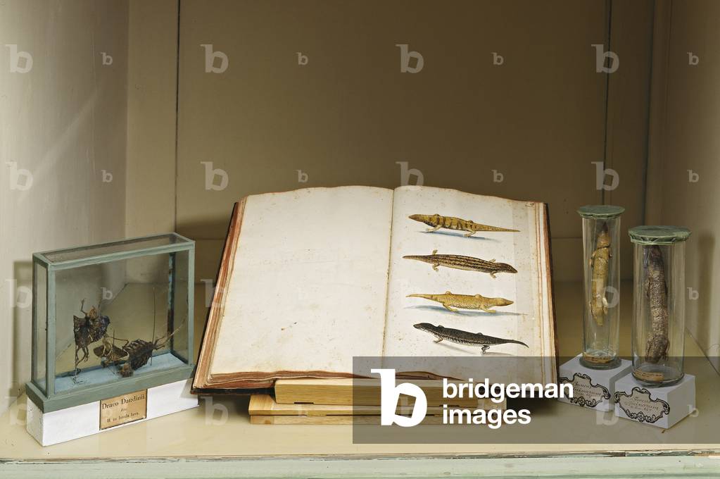 Animals exhibited and the page of Aldrovandi's book explaining the same animals. Musee Ulisse Aldrovandi, office of curiosites at the Palazzo Poggi in Bologna (Bologna) in Italy.