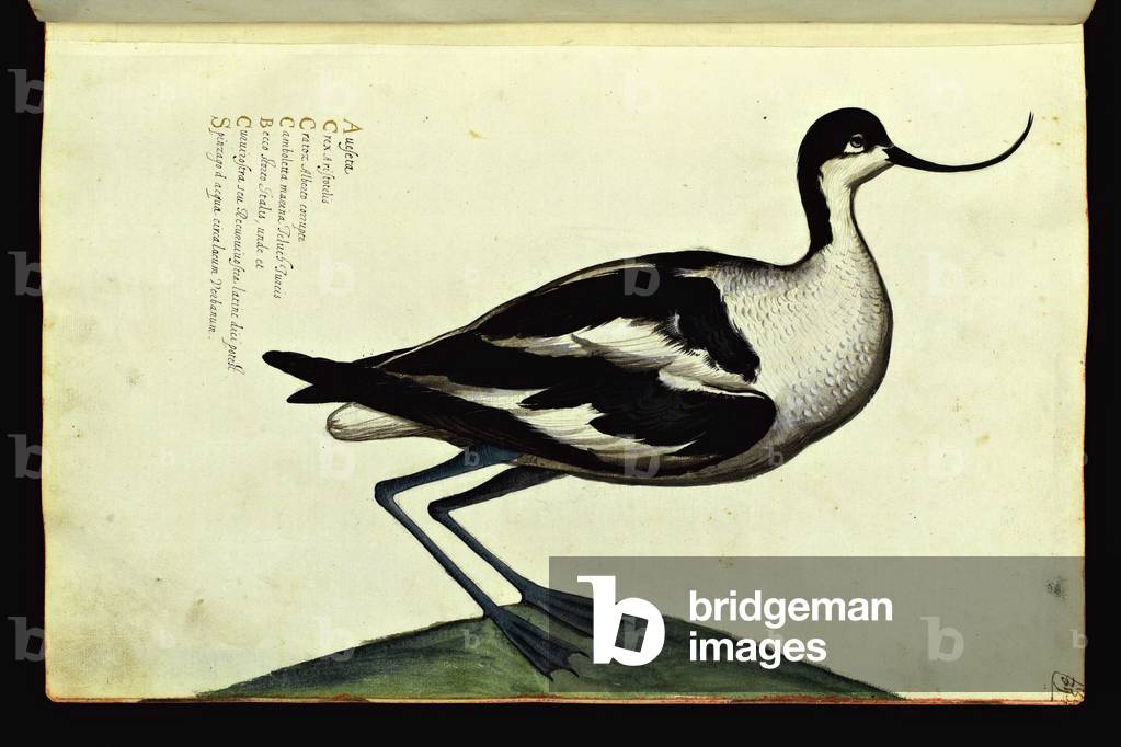 Representation of a seabird with a twisted bill. Illustrated chart of a manuscript of Natural History by Ulisse Aldrovandi (1522-1605) on animals, Ulisse Aldrovandi fonds, University Library of Bologna, ed. 1603.