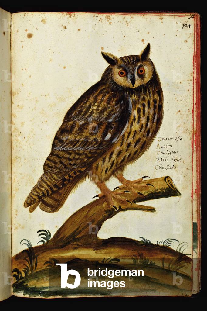 Representation of an owl. Illustrated chart of a manuscript of Natural History by Ulisse Aldrovandi (1522-1605) on birds, Ulisse Aldrovandi fonds, University Library of Bologna, ed. 1603.
