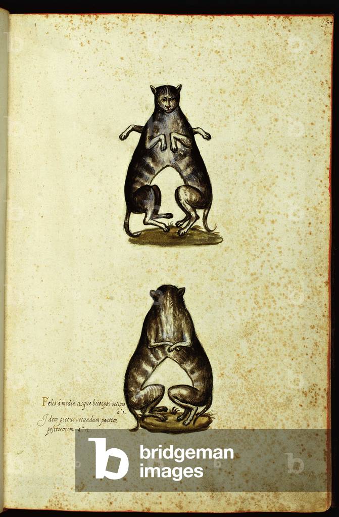 Monster consists of two body moities of cats: front and rear view. Plate illustrated from a manuscript of Natural History on Monsters, Ulisse Aldrovandi fonds, University Bibl., ed. 1603.