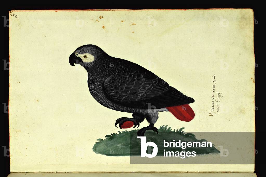 Representation of a parrot (grey). Illustrated chart of a manuscript of Natural History by Ulisse Aldrovandi (1522-1605) on birds, Ulisse Aldrovandi fonds, University Library of Bologna, ed. 1603.