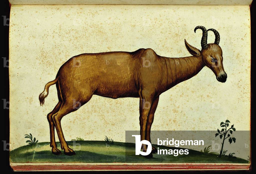Representation of a giant chamois. Illustrated chart of a manuscript of Natural History by Ulisse Aldrovandi (1522-1605) on monsters, Ulisse Aldrovandi fonds, University Library of Bologna, ed. 1603.