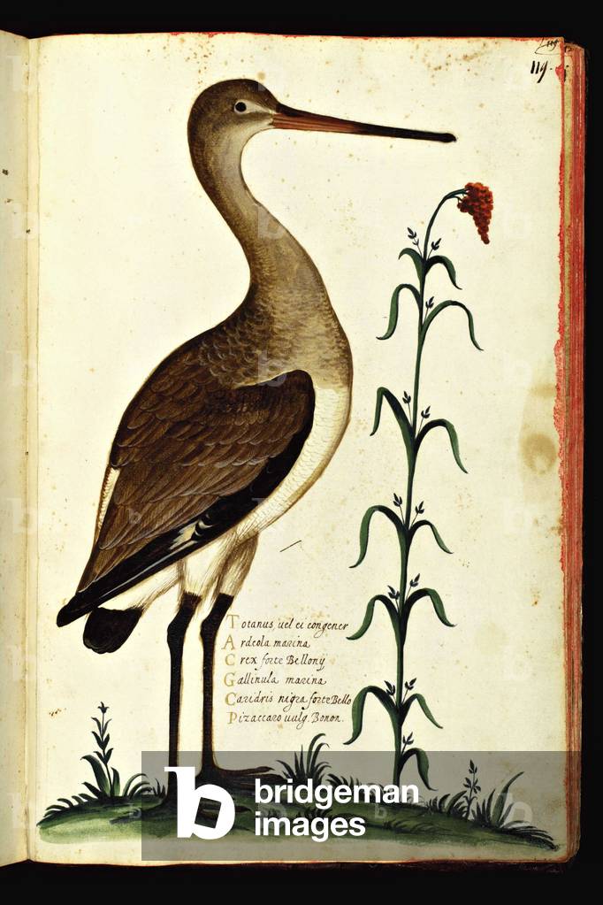 Representation of a crab. Illustrated chart of a manuscript of Natural History by Ulisse Aldrovandi (1522-1605) on birds, Ulisse Aldrovandi fonds, University Library of Bologna, ed. 1603.