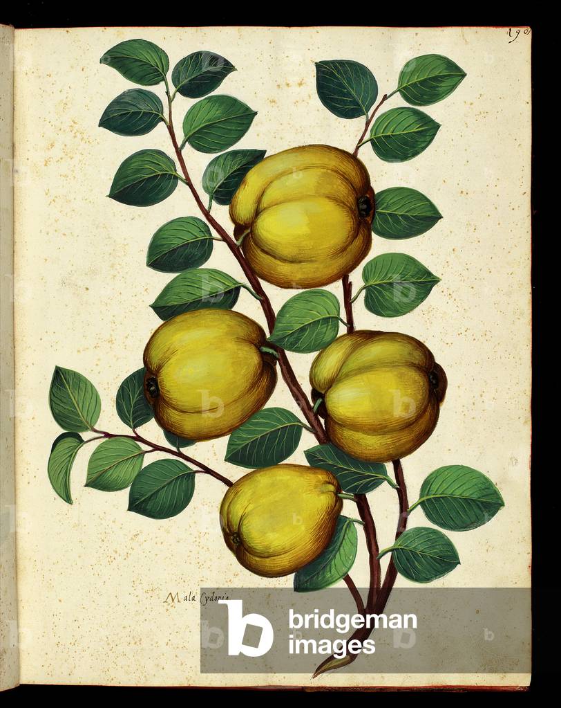 Quince Botanical board taken from a trek of Natural History on fruits and vegetables. Ulisse Aldrovandi fonds, Bibl. Universitaire, ed. 1603.