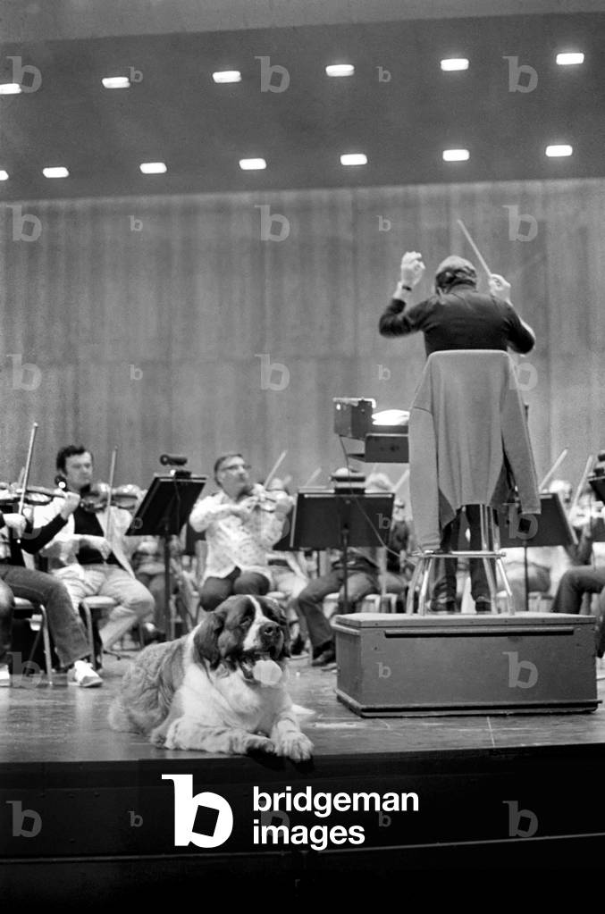 Wellington the St. Bernard was soloist on Saturday Evening with the Los Angeles Philharmonic. Here he is at rehearsal for the unique occasion. A dog has never before performed with the prestigious world travelling symphony orchestra, January 1975