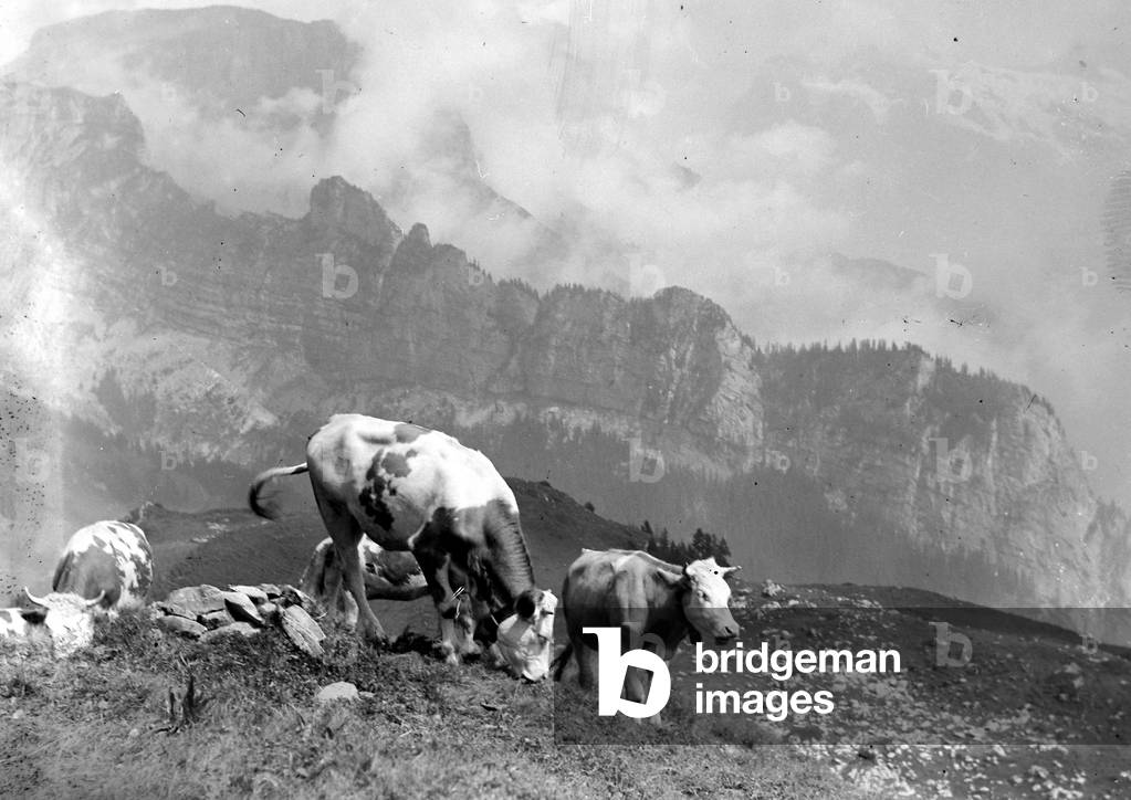 Cattle of the Schynige Platte in Switzerland
August 1929