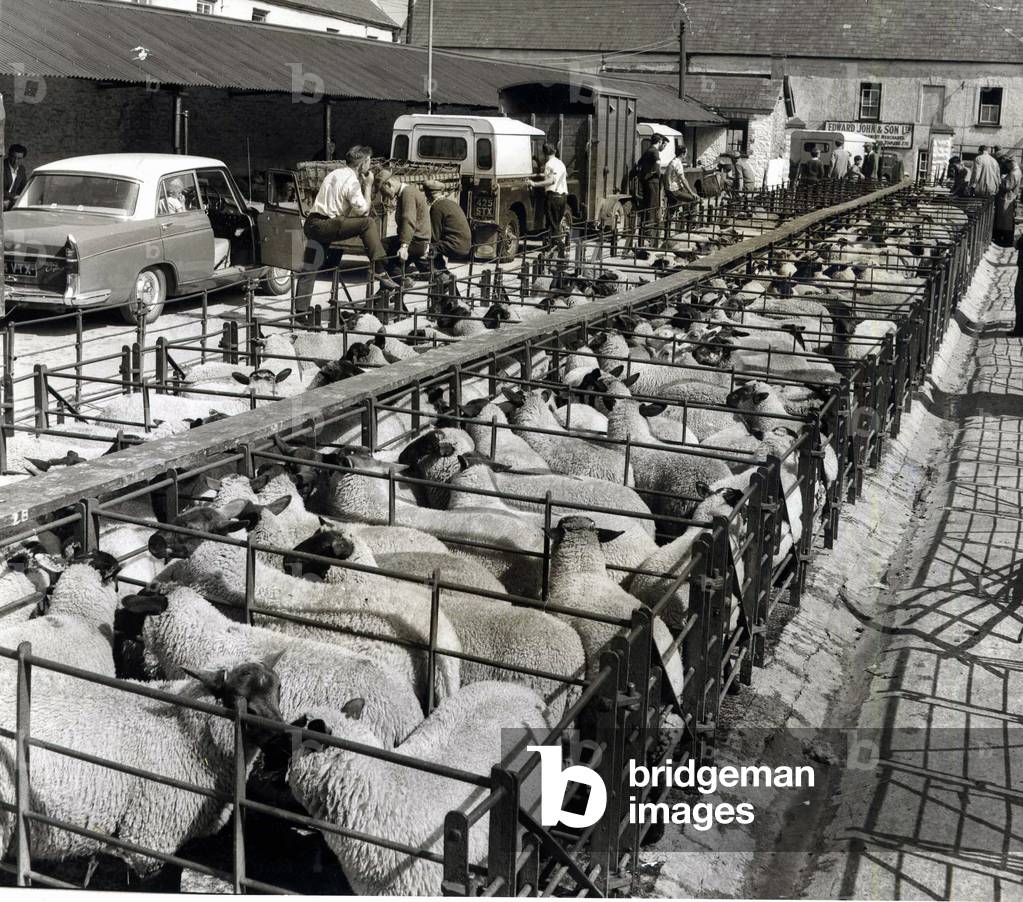 Cowbridge Market - A scene in the cattle market at Cowbridge. 27th July 1964.