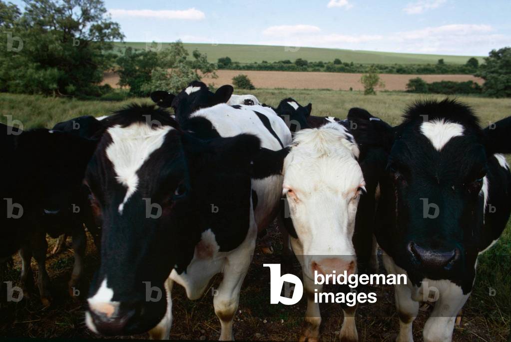 The cows come home for evening milking at Marlborough in Wiltshire, 1978 (photo)