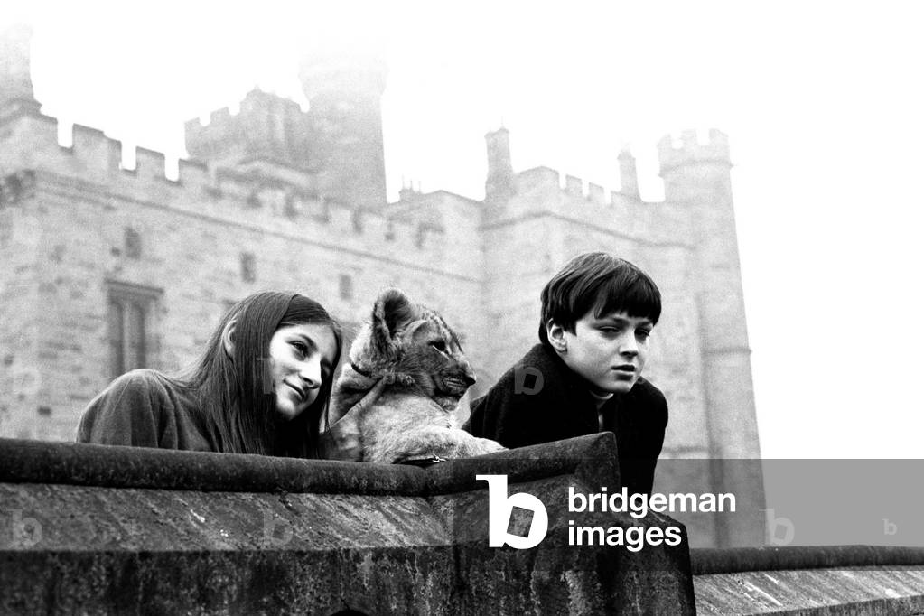 Viscount Lambton and Lady Isabella with the lion cubs which are bound for the Lambton Lion Park, c.1970 (b/w photo)