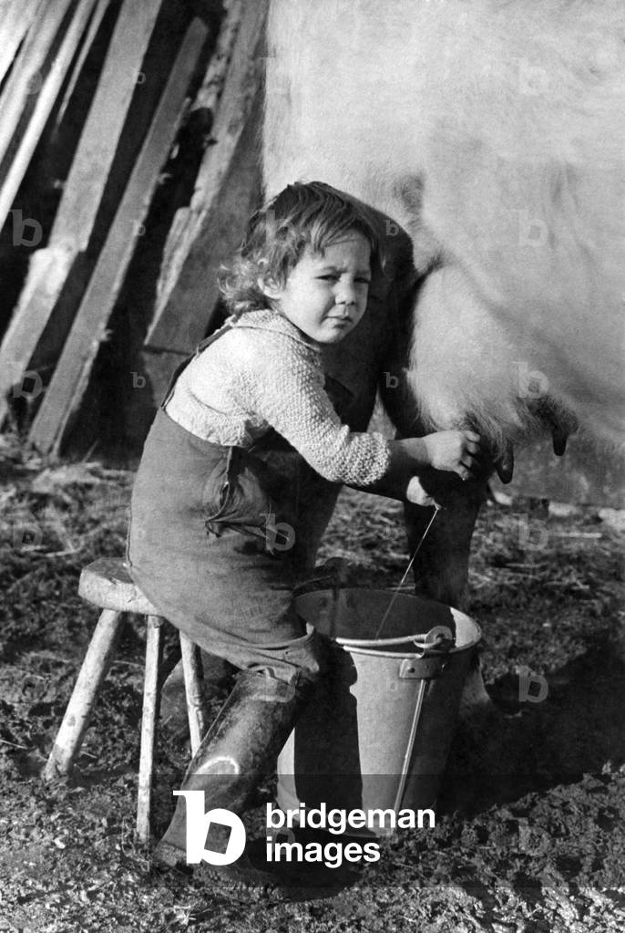 Majorie Hale of Corham, Wiltshire aged 3, the youngest child worker in Britain pictured milking a cow on the family farm. 
October 1940