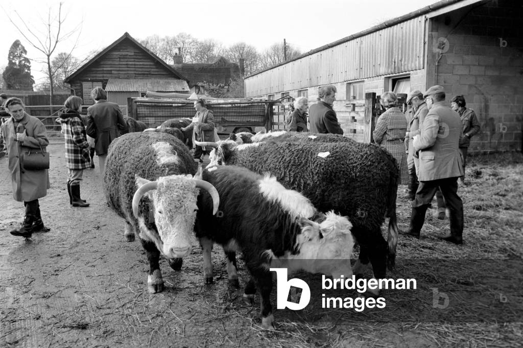Lord Avon, former British Prime Minister Anthony Eden, at the sale of cattle at Manor farm near Salisbury, Wiltshire. Auction of his famous Alvediston herd of pedigree Hereford cattle, January 1975