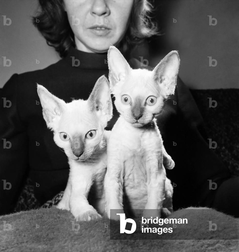 A new type of kitten has been born in Hoddesdon, Herts. The two ten week old Lilac Pointed Devon Rex Kitten, were bred by Mrs. Glenda Worthy of Hoddesdon and are the only two in the world. They have both been given exotic names  Sayonara Lilac Frosting (female) and Sayonara Lilac Time (male). Both kittens are the offspring of prize winning male Self Lilac Devon, Sayonara Lilac Warrior and a Blue Pointed Queen. January 1972