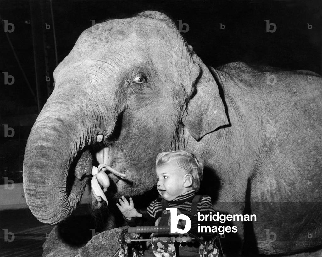 Maureen the elephant steals baby Bobby's banana, making him cry as he sits in his high chair, March 1975 (b/w photo)