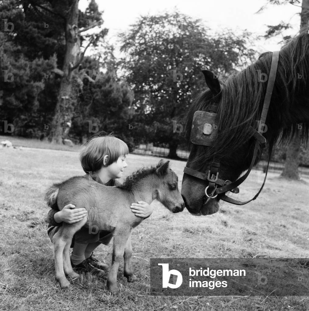 Eleven-year-old Fairy Fly, 26 inches high and the smallest Shetland pony in the world, with the Gore-Langton's cart horse Dick Turpin. 
June 1960