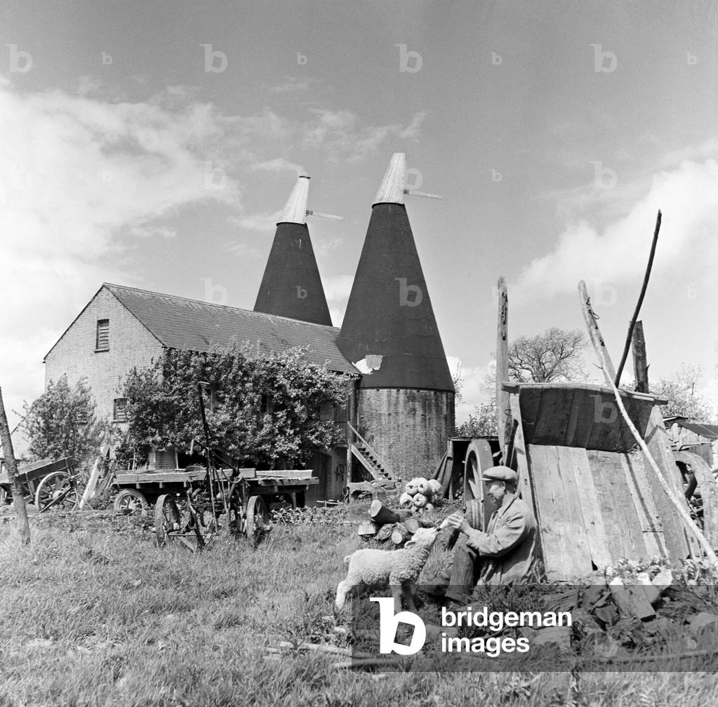 A man feeds a lamb outside the Oast House in Northiam, East Sussex. May 1952 (b/w photo)