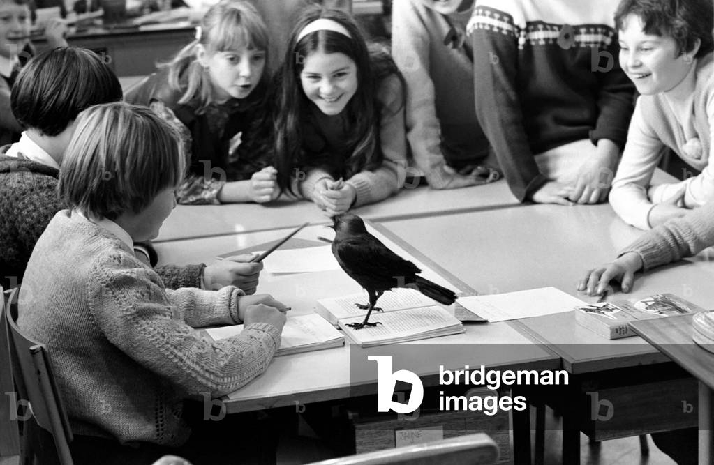 At Temple Primary school in Keynsham, Somerset, Jackie the jackdaw, a few months old, dropped into school when he fell down the chimney. He was retrieved by headmistress Mrs. Dorothy Rudderham and he now joins in with school activities. 
 Jackie the jackdaw pictured in the classroom with the pupils. 
November 1969