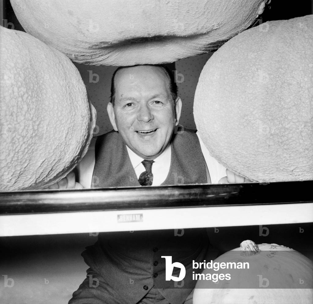 58 year old Charlie Roberts of Eastbourne, Sussex is proud of his pumpkin growing prowess. He challenges any amateur gardener to better his record of over 500lbs weight of pumpkins grown from 6 plants. He was helped to grow this weight by a freak second crop, the first normal crop of 11 pumpkins from his 6 plants weighted in at 400lbs. When he returned from a fortnight's holiday, the second crop had started growing due to the Indian summer. Early in November he cut 8 more pumpkins which brought the total to over 500lbs - and Charlie Reckons a record. November 1969