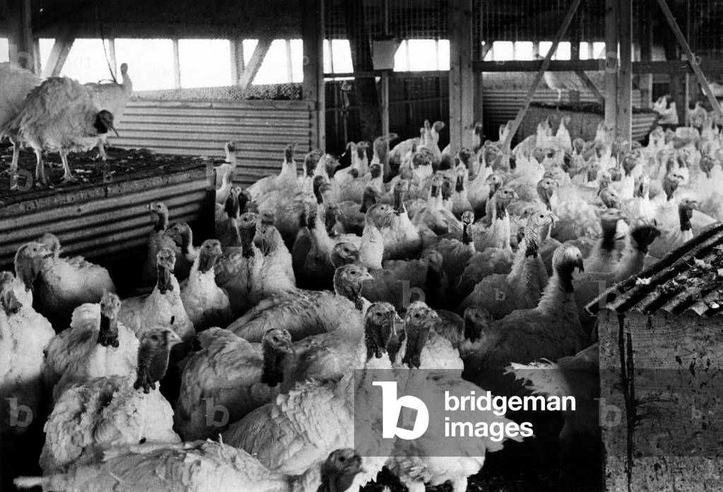 Turkeys on a secret location in Northumberland in the run-up to Christmas in 1975. The exact location was kept a secret in The Journal to avoid alerting criminals. Farmers had to keep a constant guard to protect their flock from Christmas thieves. 10/12/1975 (b/w photo)