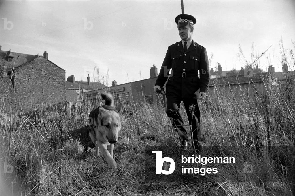Police man and dog search for a man on the run at Droylsden. 
December 1969