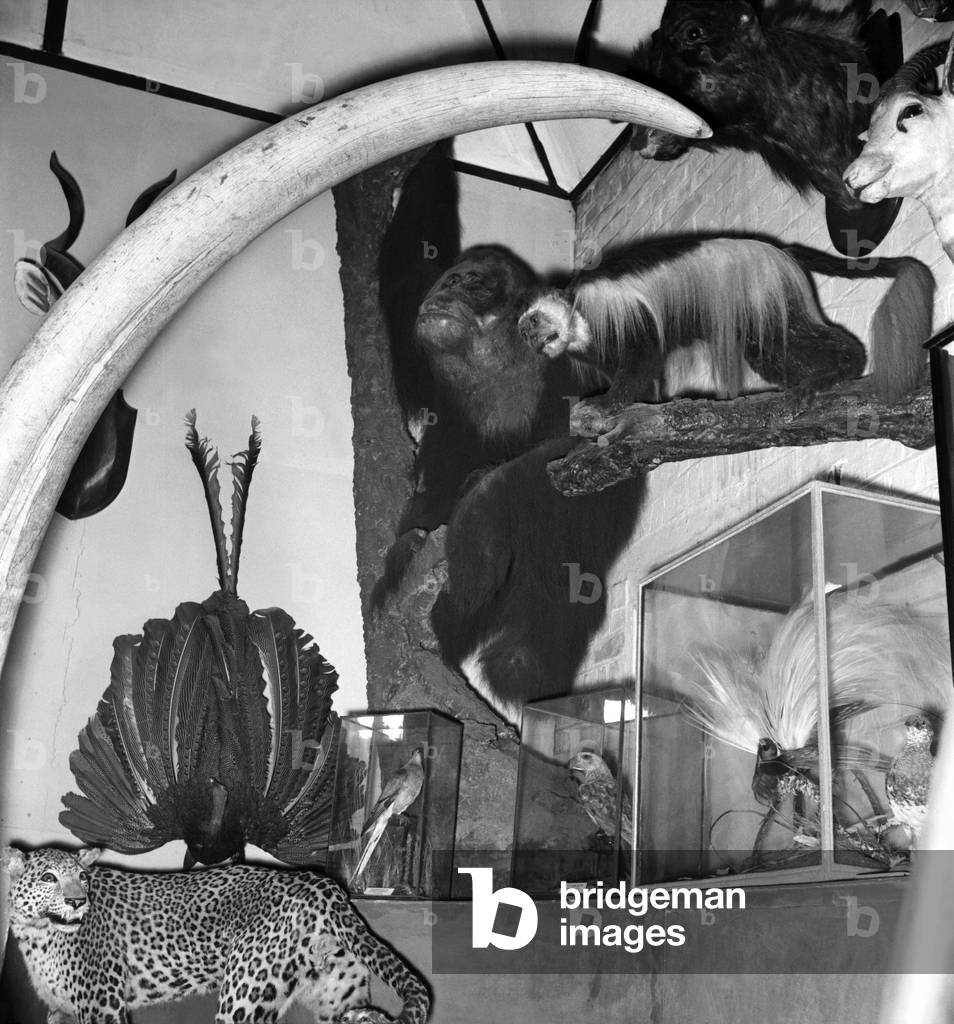 Taxidermist Workshop. January 1960