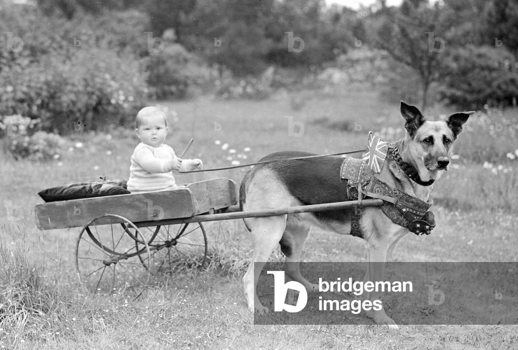 Small boy riding in a dog cart, c.1945 (b/w photo)
