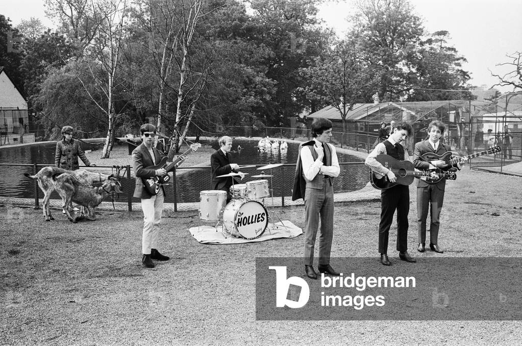 Manchester pop group The Hollies pictured performing at Chessington Zoo in front of the animals. 26th May 1964 (b/w photo)