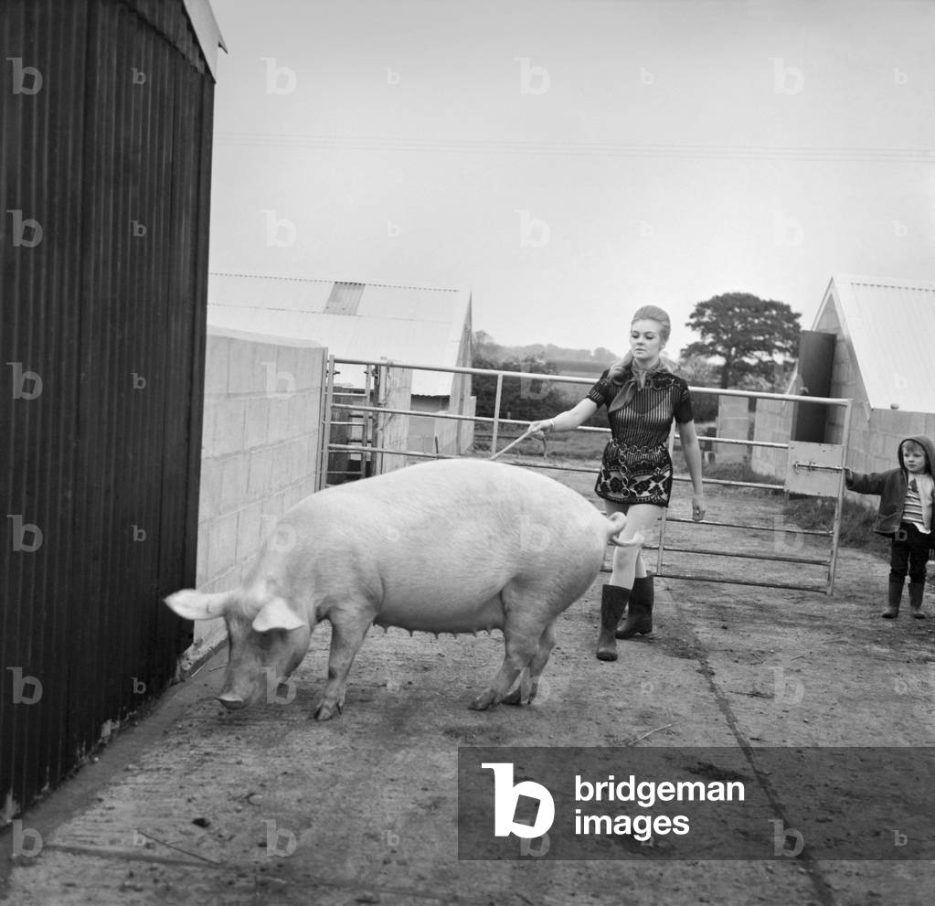 Woman with pig at her relatives farm. 
October 1969
