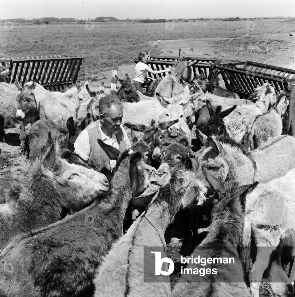 Donkey retirement home in Selsey, Sussex. John Lockwood who cares for 50 retired, old or sick donkeys with his own money. 26th June 1964 (b/w photo)