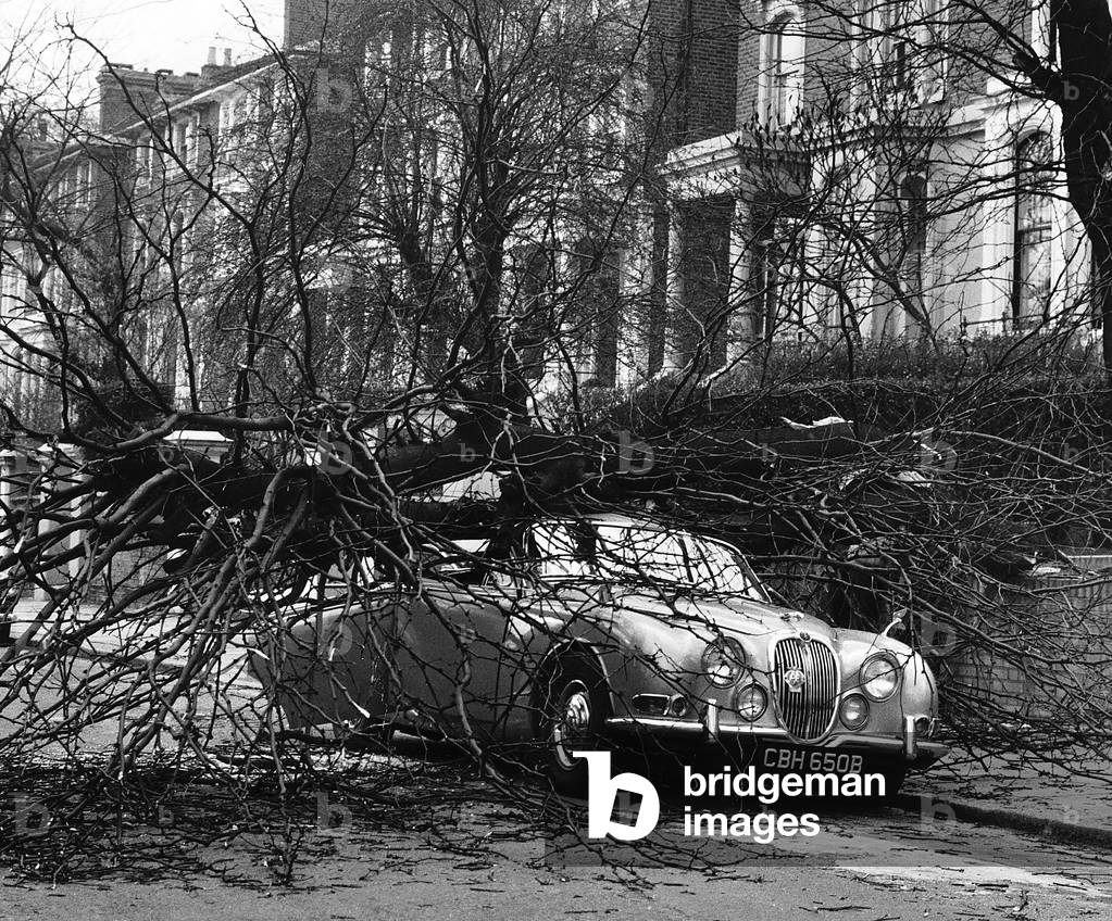 A Jaguar saloon car damaged by a fallen tree in Chalk Farm London during gales, March 1966 (b/w photo)