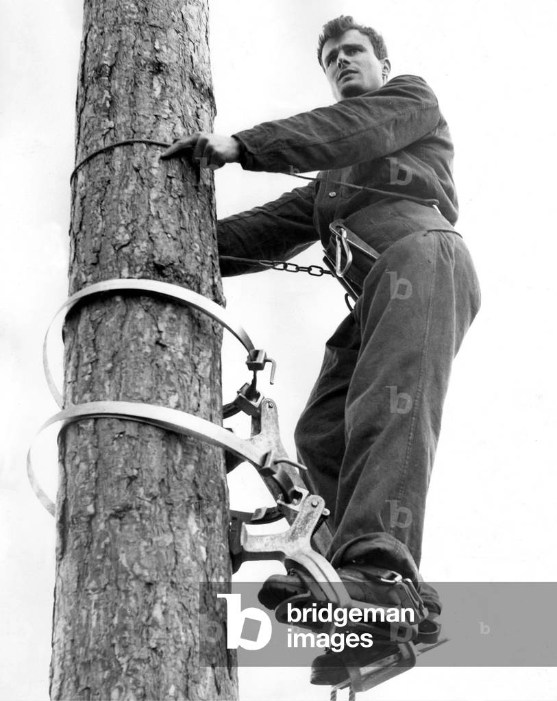 On top of a 62 foot high Corsican pine with a panoramic view was 23 year old Ken Mosley, of Witton Terrace, Rothbury in 1962 (b/w photo)